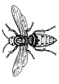 Bijen En Wespen - Kleurplaat004