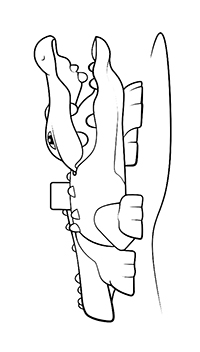 Krokodillen - Kleurplaat031