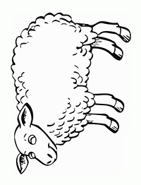 Schapen - Kleurplaat003