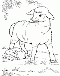 Schapen - Kleurplaat005