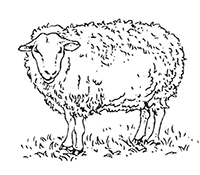 Schapen - Kleurplaat032