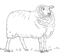 Schapen - Kleurplaat052