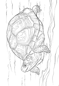 Schildpadden - Kleurplaat008