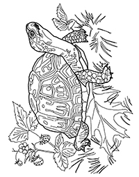 Schildpadden - Kleurplaat046