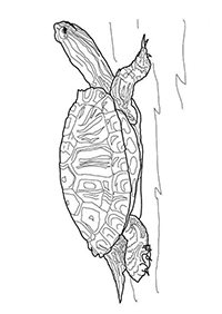 Schildpadden - Kleurplaat050