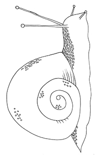 Slakken - Kleurplaat011